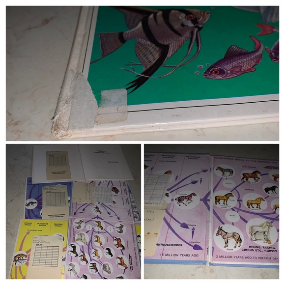 8 Helen Haywood Book Lot Looking After Insects Dogs Cats Fish Horse Birds Mice - Picture 3 of 15